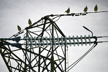 Electrical pole with glass insulators. Distribution transformers. Power transformer. Old power and communication pole.
