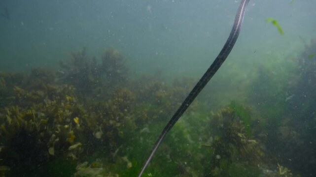 Moving the snake in the water and hunting fish

