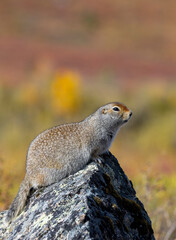 Arctic Ground Squirrel in Denali National Park Alaska in Autumn