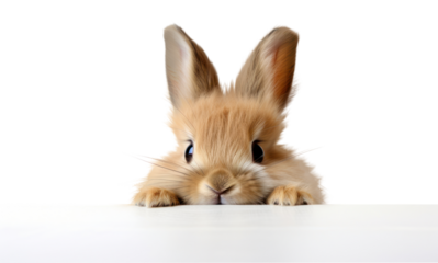 PNG Lionhead rabbit mammal animal rodent.