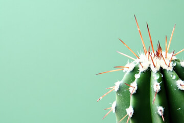 Vibrant cactus against a green background with sharp orange spines