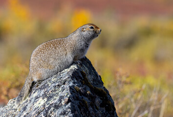 Arctic Ground Squirrel in Denali National Park Alaska in Autumn