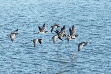 canada geese fly over the sea..