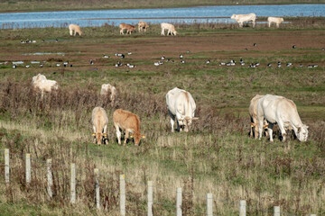 Obraz premium light beige cows graze on salt marshes