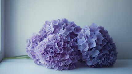 Obraz premium Cluster of purple flowers on a white table, creating a simple yet elegant contrast