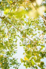 Green leaves of a tree against the blue sky and the sun.Sun soft light through the green foliage of the tree