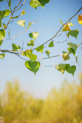 Obraz premium Green leaves of a tree against the blue sky and the sun.Sun soft light through the green foliage of the tree