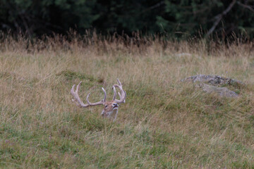fallow deer (Dama dama) in grass. Parc de Merlet, France