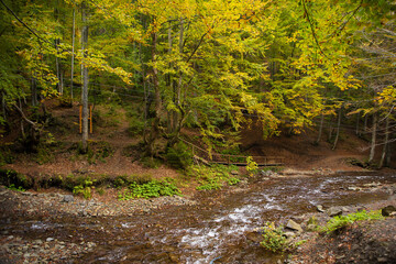 clean river in the autumn forest carpathians Ukraine