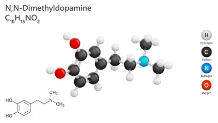 Molecule of N,N-Dimethyldopamine (C10H15N3O2) is an organic compound related to dopamine, featuring two methyl groups attached to the nitrogen. Model: Ball and Stick. White back. 3d illustration