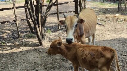 cow and calf