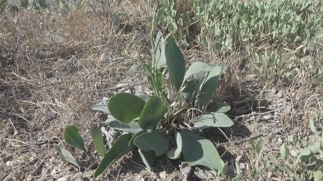 Limonium Gmelini salt-tolerant plant, obligate halophyte. Salt crystals on cuticular membrane, transpiration excess salts on surface of leaves. Vegetation on Lake Sivash marshes highly saline soils