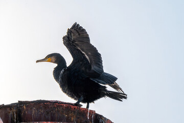 close up portrait of cormorant phalacrocorax carbo  drying off wings