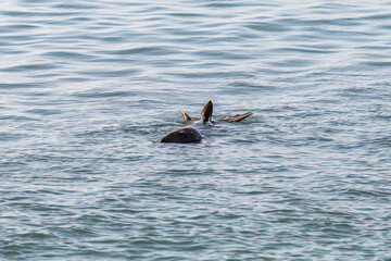 Fototapeta premium the grey seal Halichoerus grypus meaning hook nosed sea pig