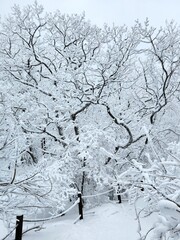 Winter in Sobaeksan National Park in South Korea. Frost completely covers the trees. The trees are...