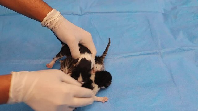 1day old kittens (their umbilical cords are tangled together, pulling one will pull the rest which will cause inflammation around the navel, spreading to the peritoneum) Kittens were born in my garden