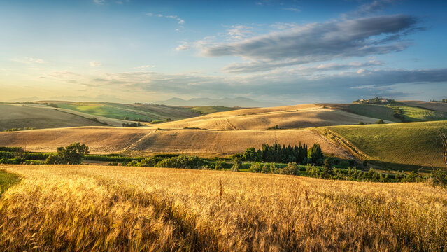 Fototapeta Countryside panorama in Tuscany, rolling hills and wheat fields at sunset. Santa Luce.