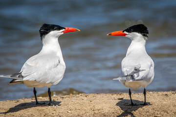 Terns on the beach