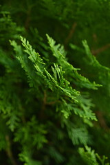 background green juniper branches texture ripe blue berries close-up gradient turquoise color fragrant spice in nature	
