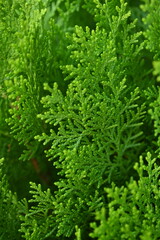 background green juniper branches texture ripe blue berries close-up gradient turquoise color fragrant spice in nature