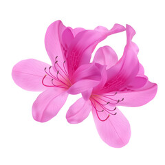 Obraz premium Azaleas two flowers, Pink flowers isolated on white background