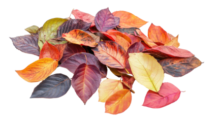 colorful autumn leaves transparent background