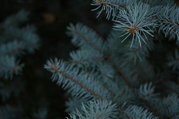 blue Christmas tree branches texture close up, Christmas concept, Christmas branch tree evergreen...