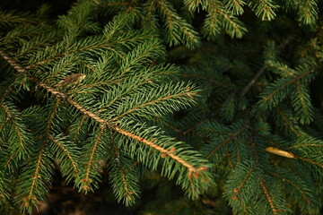 green branches of a Christmas tree close-up, short needles of a coniferous tree close-up on a green background, texture of needles of a Christmas tree close-up, blue pine branches