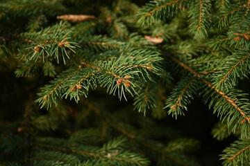 green branches of a Christmas tree close-up, short needles of a coniferous tree close-up on a green background, texture of needles of a Christmas tree close-up, blue pine branches