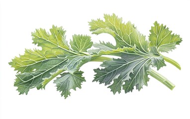 Fototapeta premium Fresh green kale leaves isolated on a white background, showcasing vibrant colors and texture, perfect for healthy cooking and nutrition