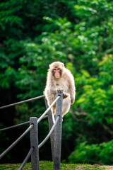 Japanese Macaque sitting on railing