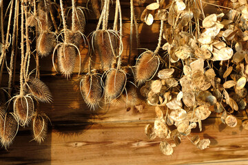 dried teasel and honesty plants hanging