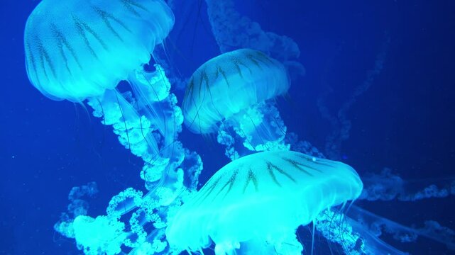 Medusas swims underwater. Beautiful jellyfishes swim in aquarium under different colors of lighting