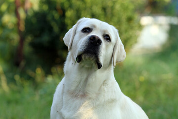 yellow labrador retriever in summer close up