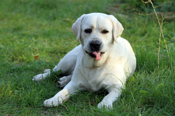 yellow labrador retriever in summer close up