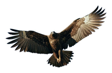 Obraz premium PNG Eagle vulture animal flying.
