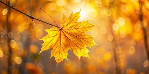 Fototapeta premium A solitary golden leaf, bathed in warm sunlight, hangs delicately against a backdrop of soft, out-of-focus autumn colors.