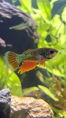 Vibrant Tropical Fish in an Aquarium