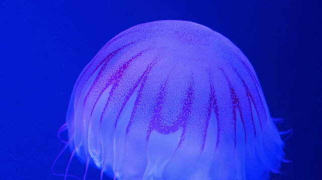 Medusa swims underwater. Beautiful jellyfish swim in water