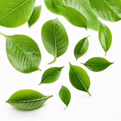 Flying Green Leaves Isolated on White Background