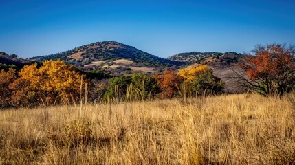 Fototapeta premium Autumnal Hillscape with Golden Grass