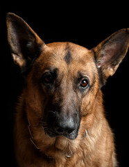 german shepherd on black background