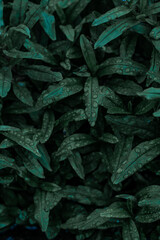 Drops of water on the leaves of dark green grass. Grass, leaves background