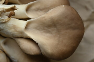 Fototapeta premium brown oyster mushrooms close-up, close-up texture of mushroom plates, mushrooms grown in artificial conditions, cultivated home oyster mushrooms close-up 
