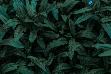 Drops of water on the leaves of dark green grass. Grass, leaves background