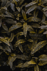 Drops of water on the leaves of dark green grass. Grass, leaves background