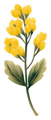PNG Yellow flowers brush plant white background.
