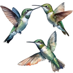 Fototapeta premium watercolor hummingbirds, transparent background