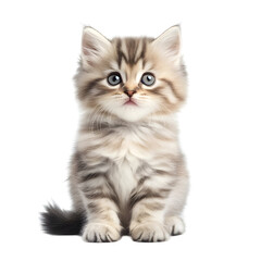 siberian kitten, transparent background