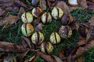 Chestnuts in the grass in the shape of a heart. Chestnut heart. Chestnut fruits